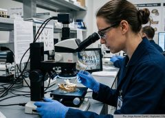 Un simio hallado en Egipto podría cambiar lo que sabemos sobre la evolución humana