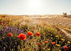 Primaveras bajo un sol desconocido